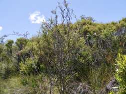 Image of Hakea linearis R. Br.