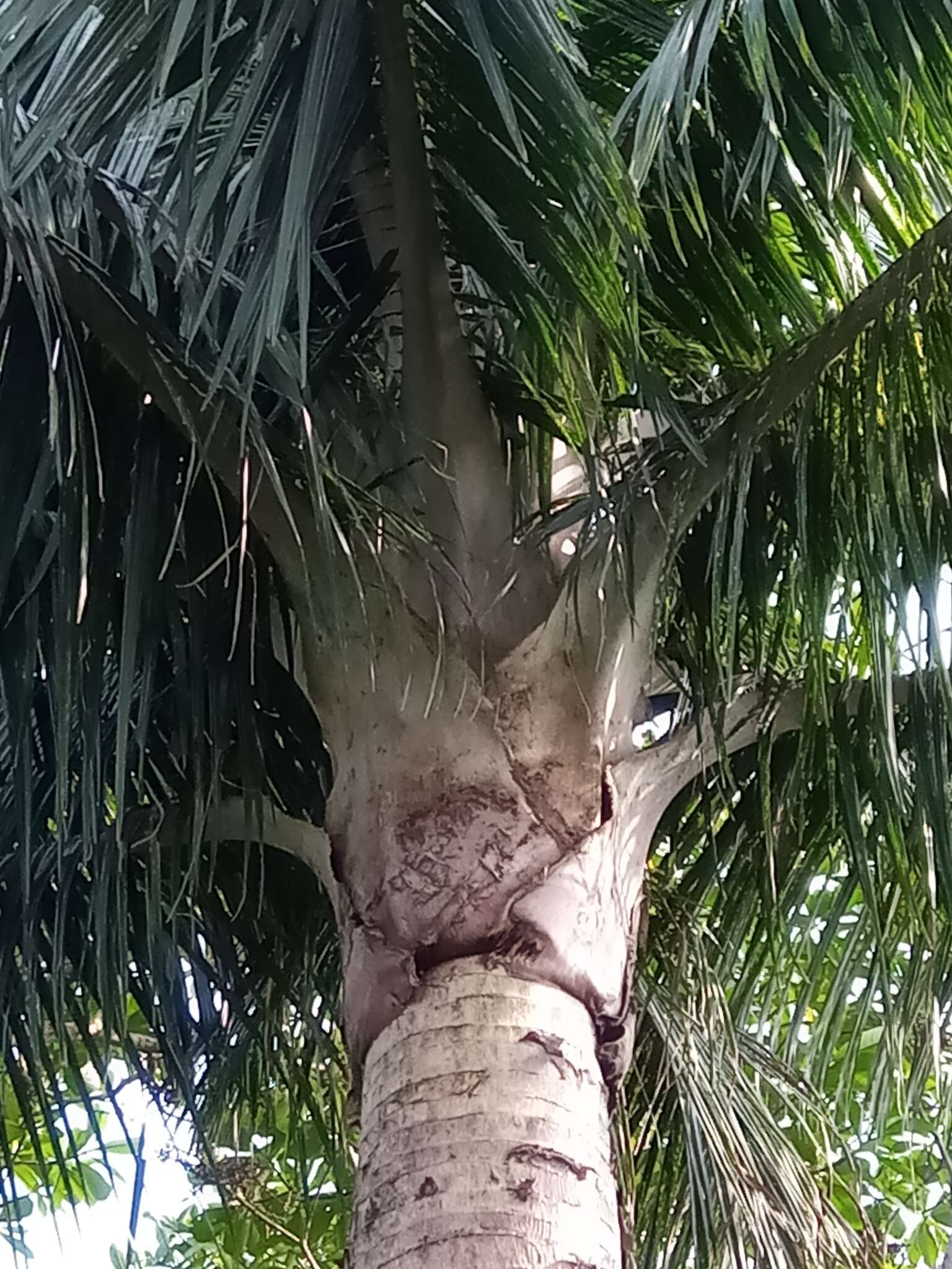 Image of Dypsis carlsmithii J. Dransf. & Marcus