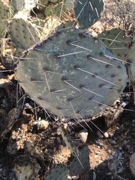 Image of Opuntia chlorotic ringspot virus