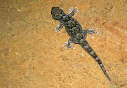 Слика од Chondrodactylus turneri (Gray 1864)