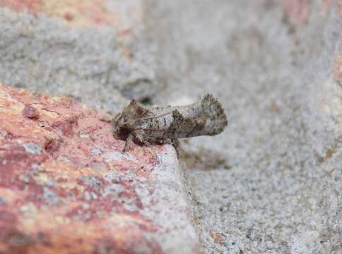 Image of Acrolophus piger Dyar 1900