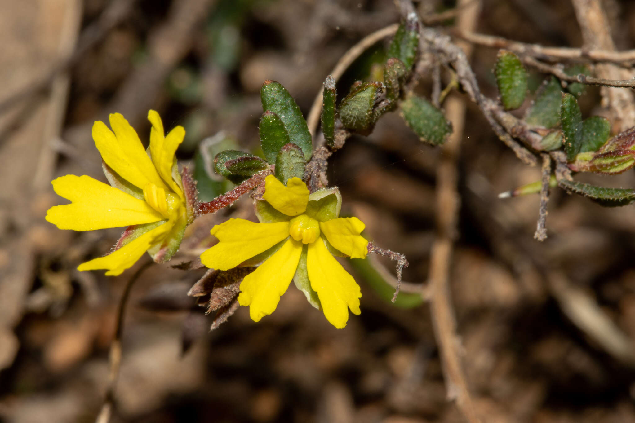 Sivun Hibbertia empetrifolia subsp. radians H. R. Toelken kuva