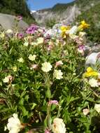 Epilobium luteum Pursh resmi