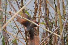 Image of Lesser Swamp Warbler