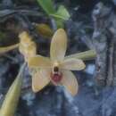 Image of Callostylis rigida Blume