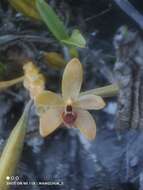 Image of Callostylis rigida Blume