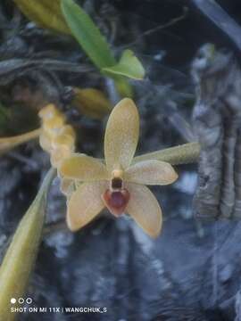 Image de Callostylis rigida Blume