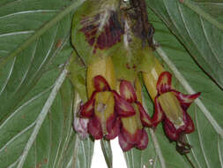 Image of Columnea medicinalis (Wiehler) L. E. Skog & L. P. Kvist