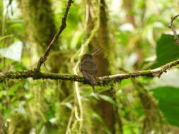 Image of Brown Inca