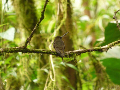 Image of Brown Inca