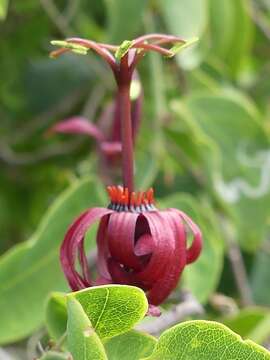 Passiflora cupraea L.的圖片