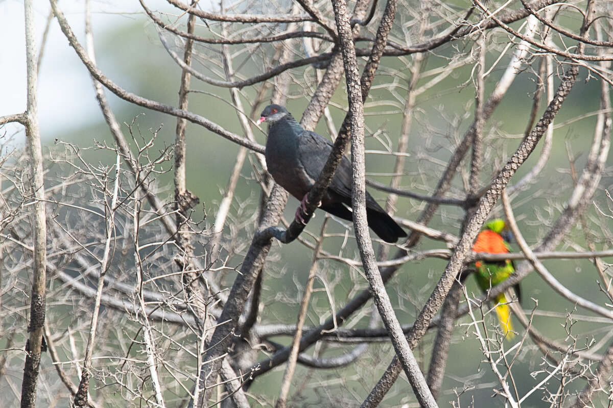 صورة Columba vitiensis hypoenochroa (Gould 1856)