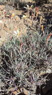 Image of Dianthus namaensis Schinz