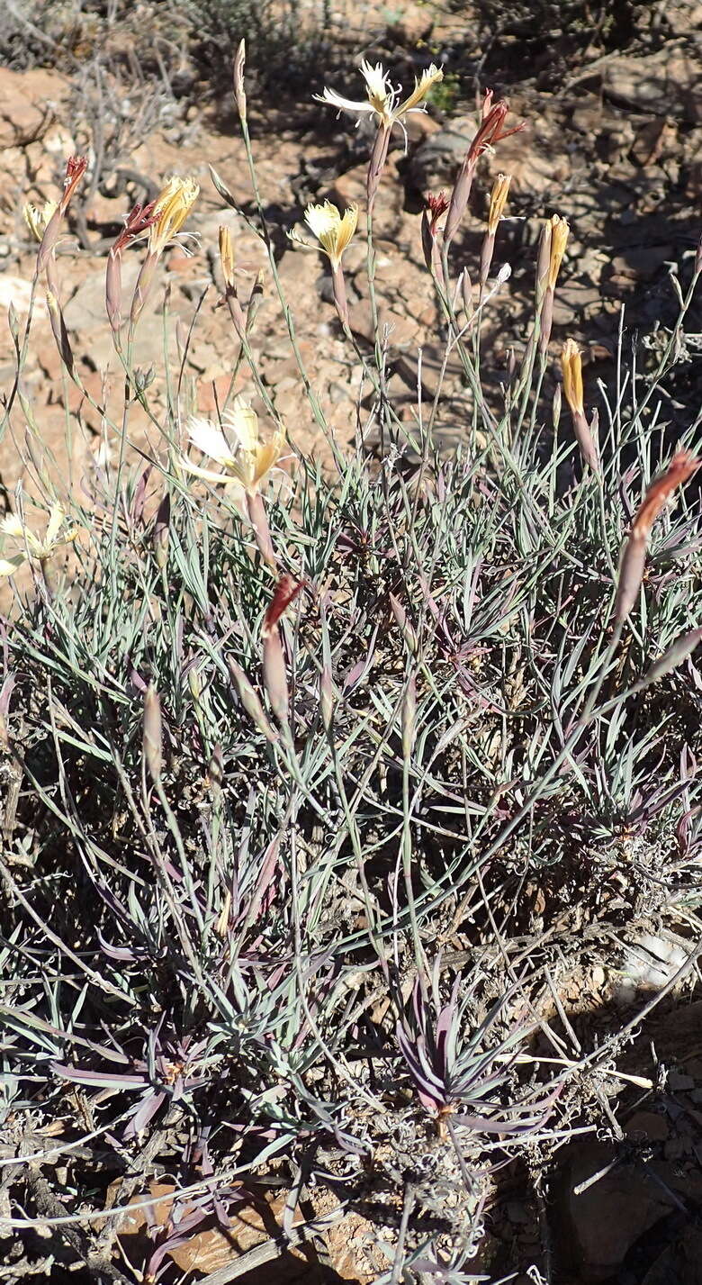 صورة Dianthus namaensis Schinz