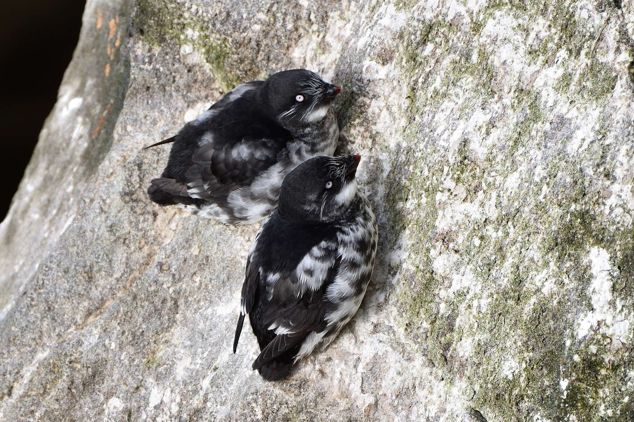 Image of Least Auklet