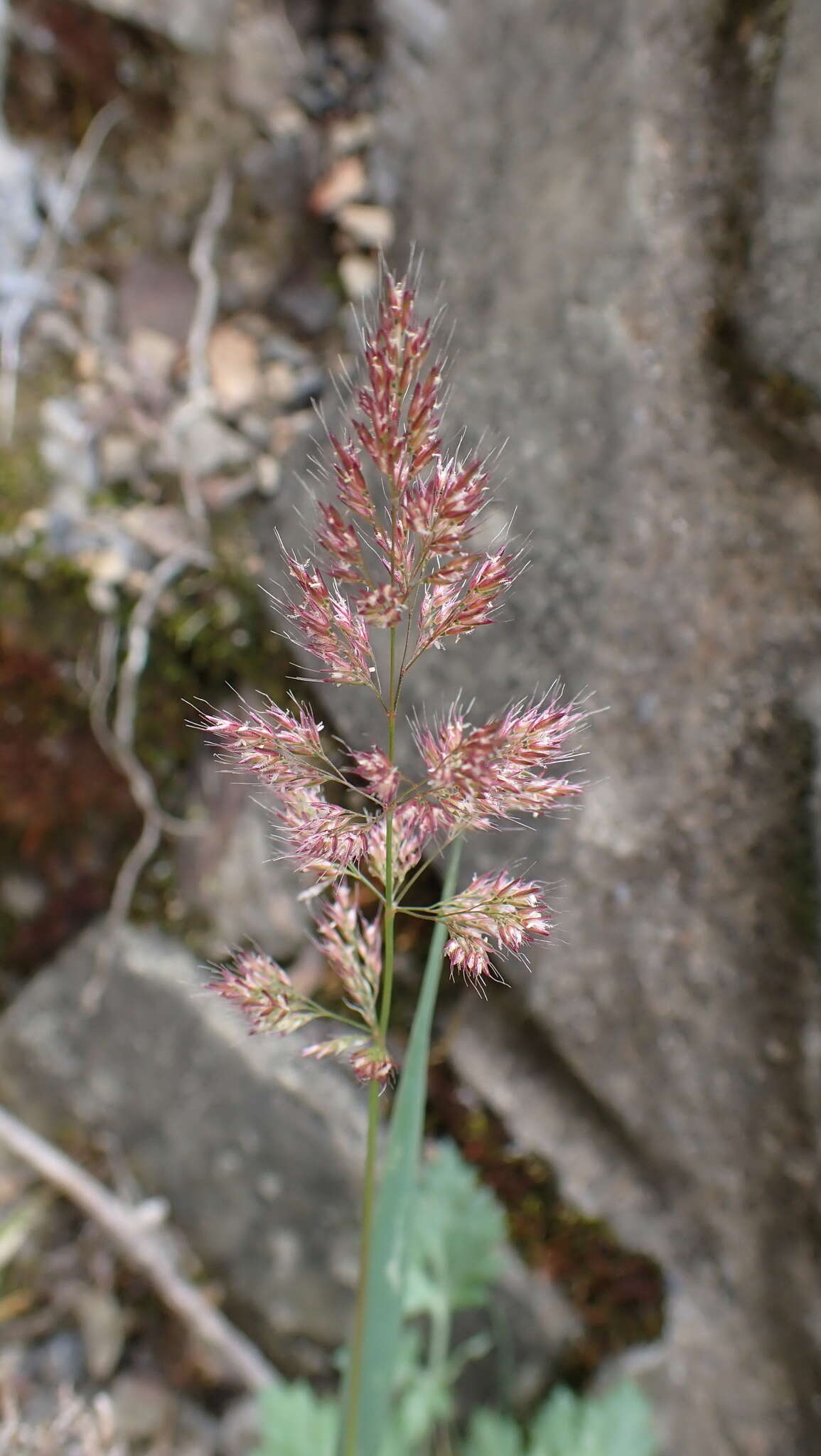 Image of Hill Rabbit's-Foot Grass