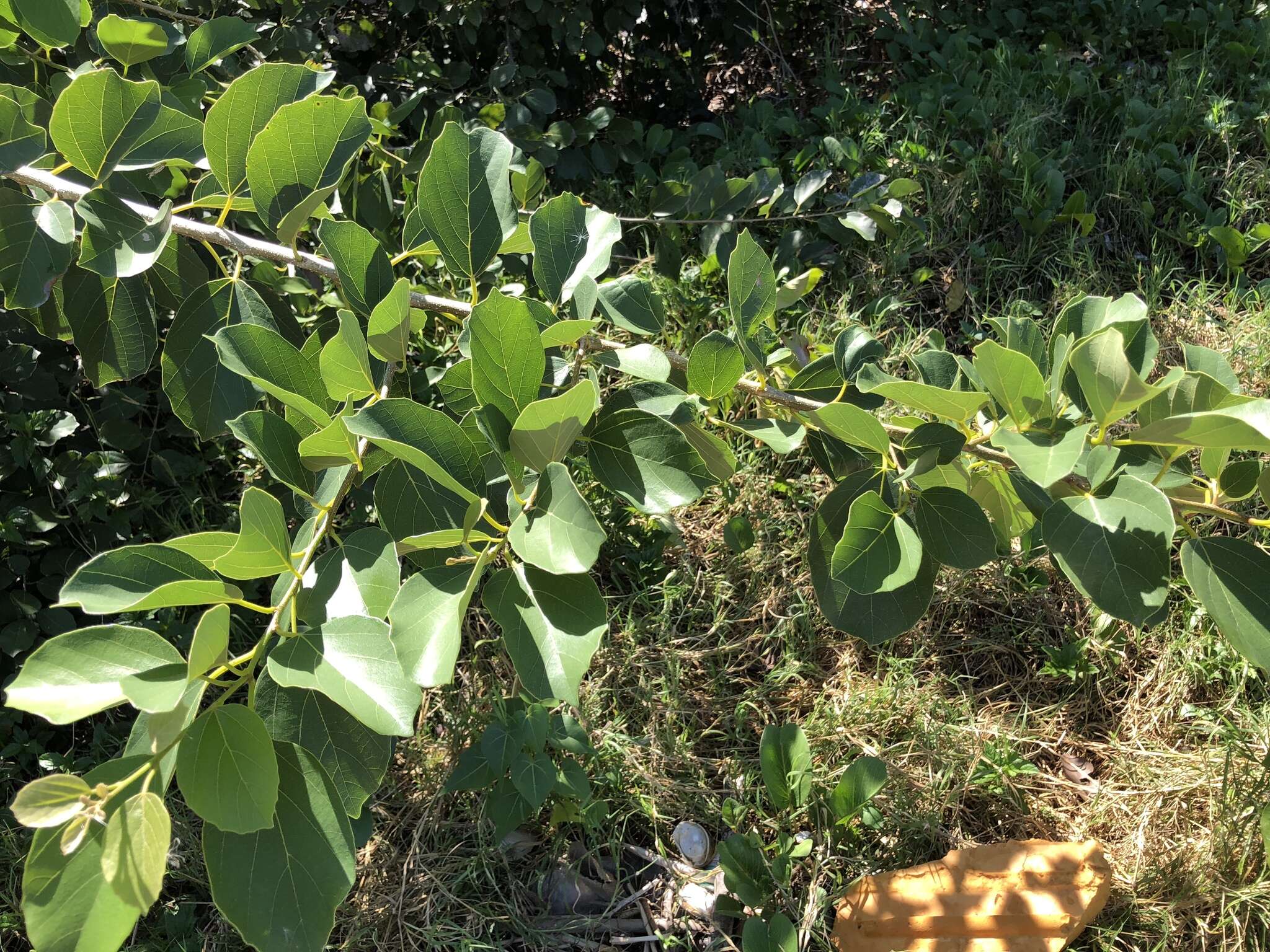 Image of fragrant manjack