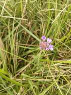 Image of Verbena intermedia Gillies & Hook.