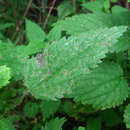 Image of Pseudoperonospora urticae