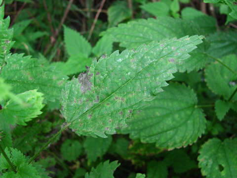 Image de Pseudoperonospora urticae