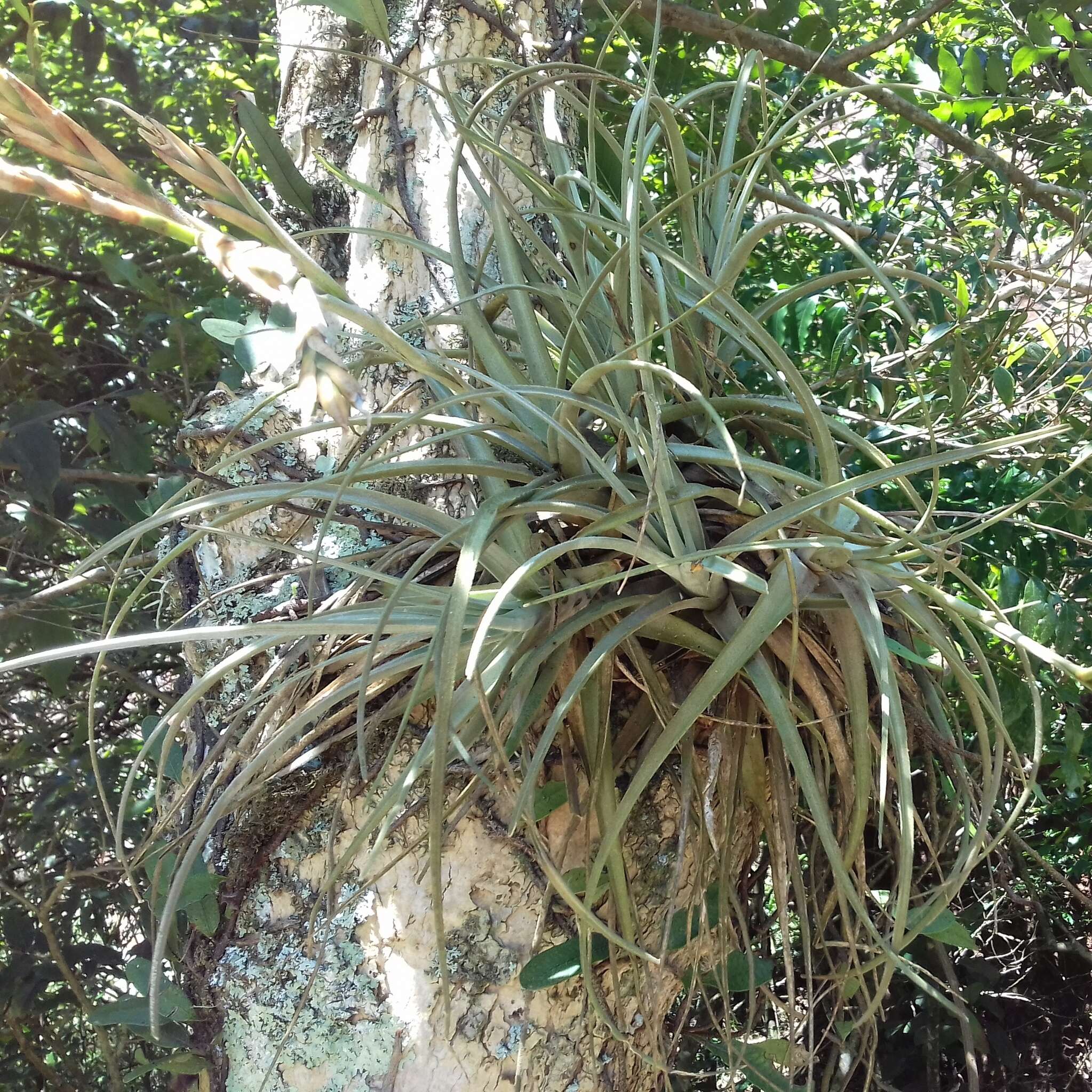 Image of Tillandsia lorentziana Griseb.