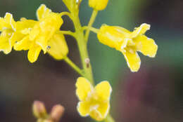 Image of flaxleaf plainsmustard