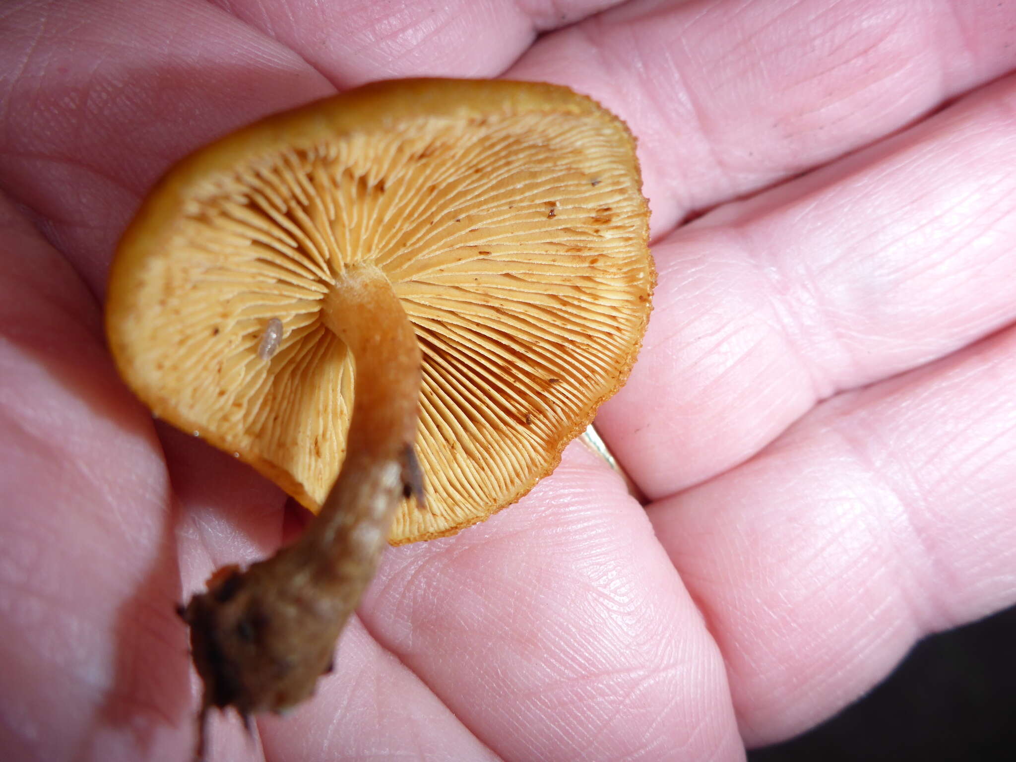 Image of Galerina marginata (Batsch) Kühner 1935