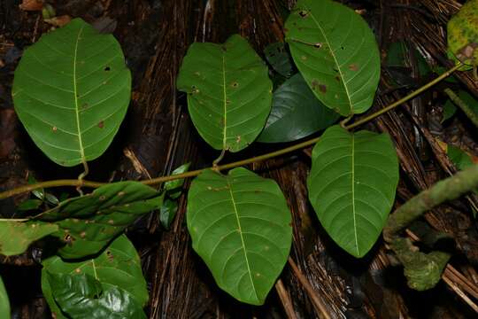 Plancia ëd Odontadenia puncticulosa (Richard) Pulle