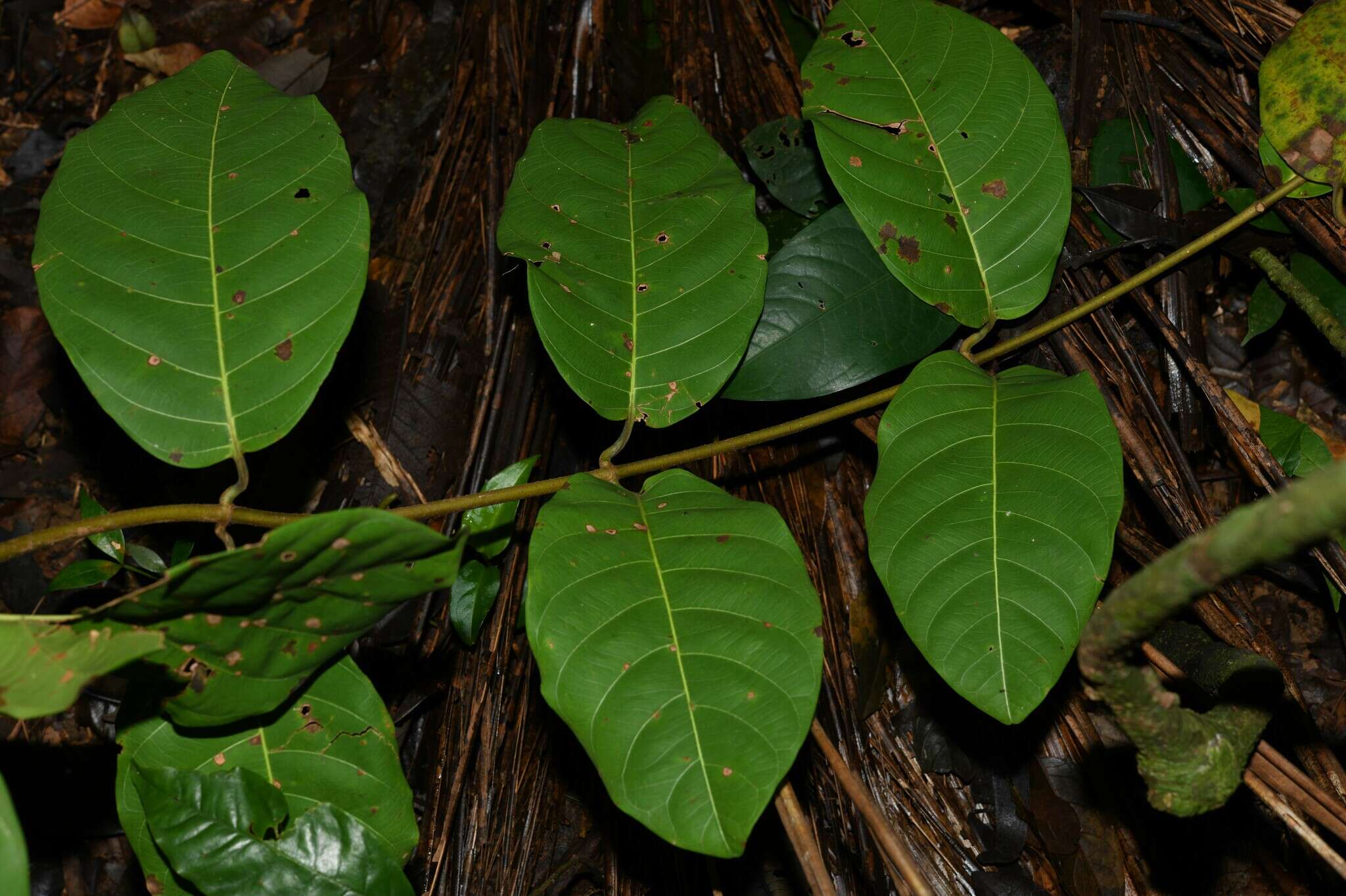 Imagem de Odontadenia puncticulosa (Richard) Pulle