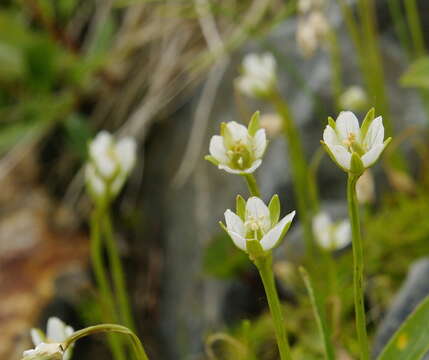 Image of Kotzebue's Grass-of-Parnassus