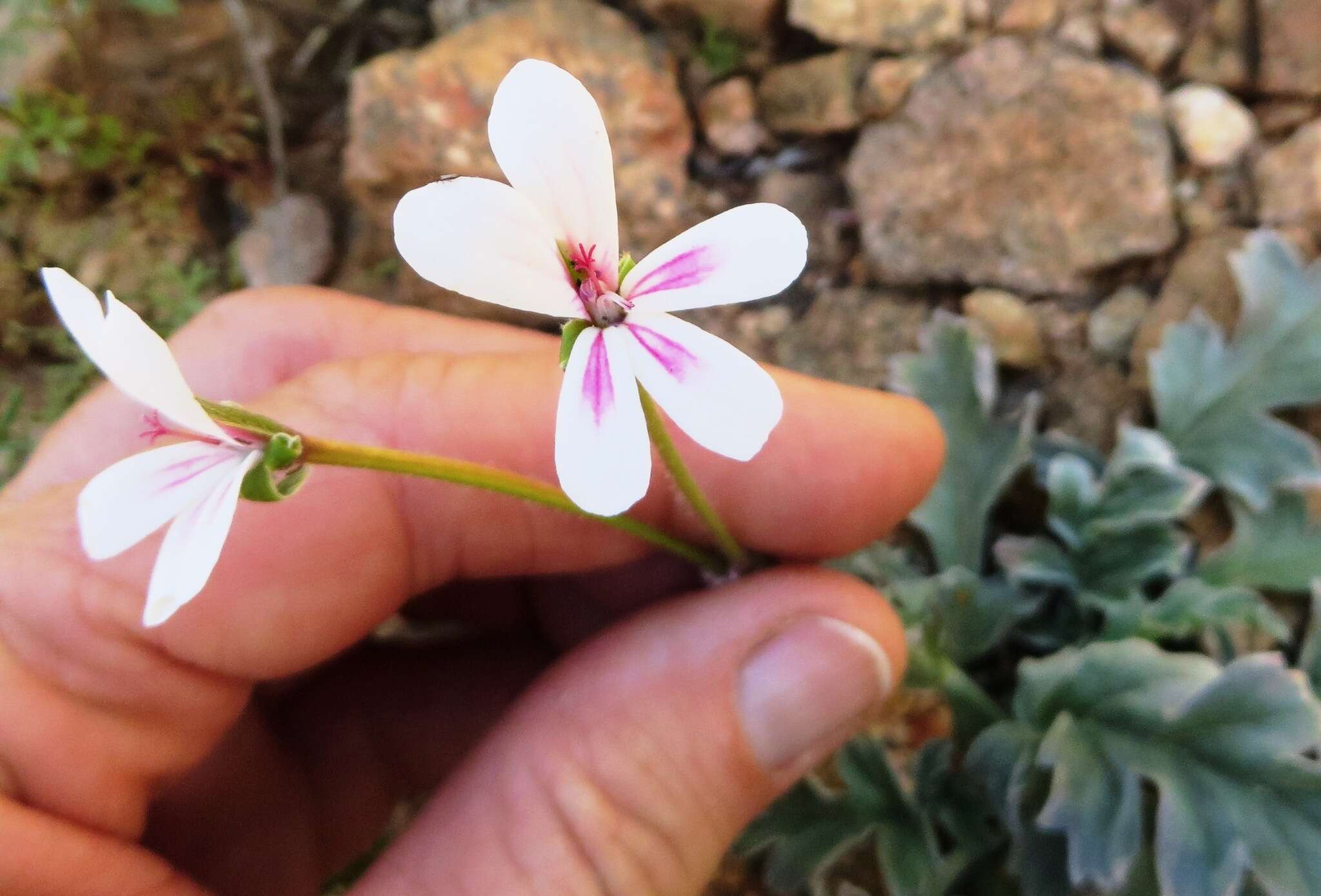 Image of Pelargonium pulchellum Sims