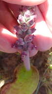 Image of Lachenalia elegans W. F. Barker