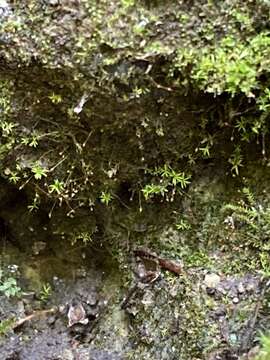 Image of Donn's small limestone moss