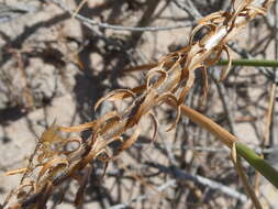 صورة Wahlenbergia adpressa (L. fil.) Sond.