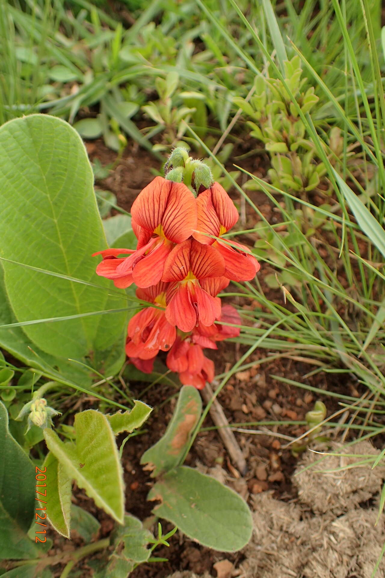 Image of Eriosema distinctum N. E. Br.