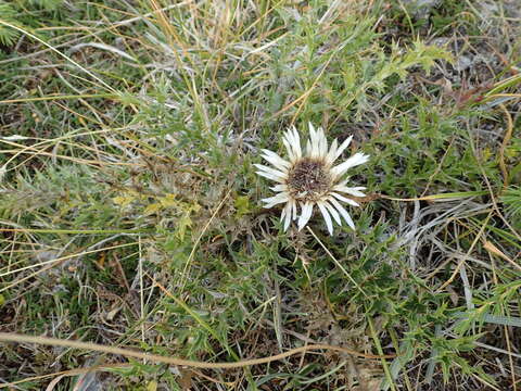 Image of Carlina acaulis subsp. caulescens (Lam.) Schübl. & G. Martens