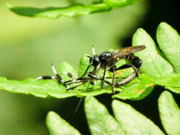 Image of Laphria canis Williston 1883