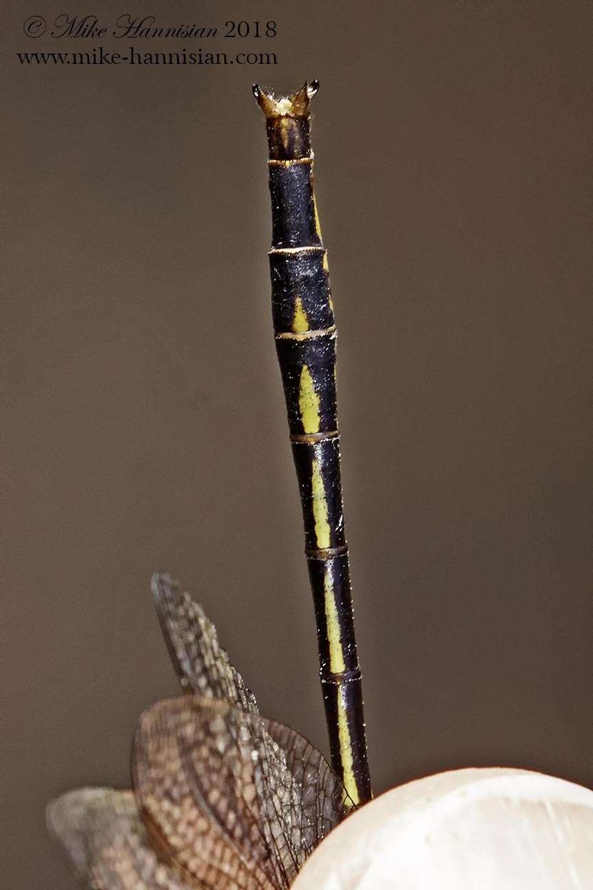 Image of Phanogomphus diminutus (Needham 1950)