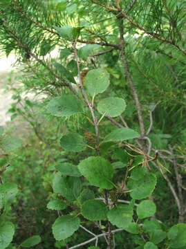 Image of Shrubby Birch