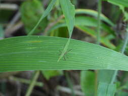 صورة Euagoras plagiatus (Burmeister 1834)