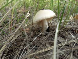 Image de Amanita contui Bon & Courtec. 1989