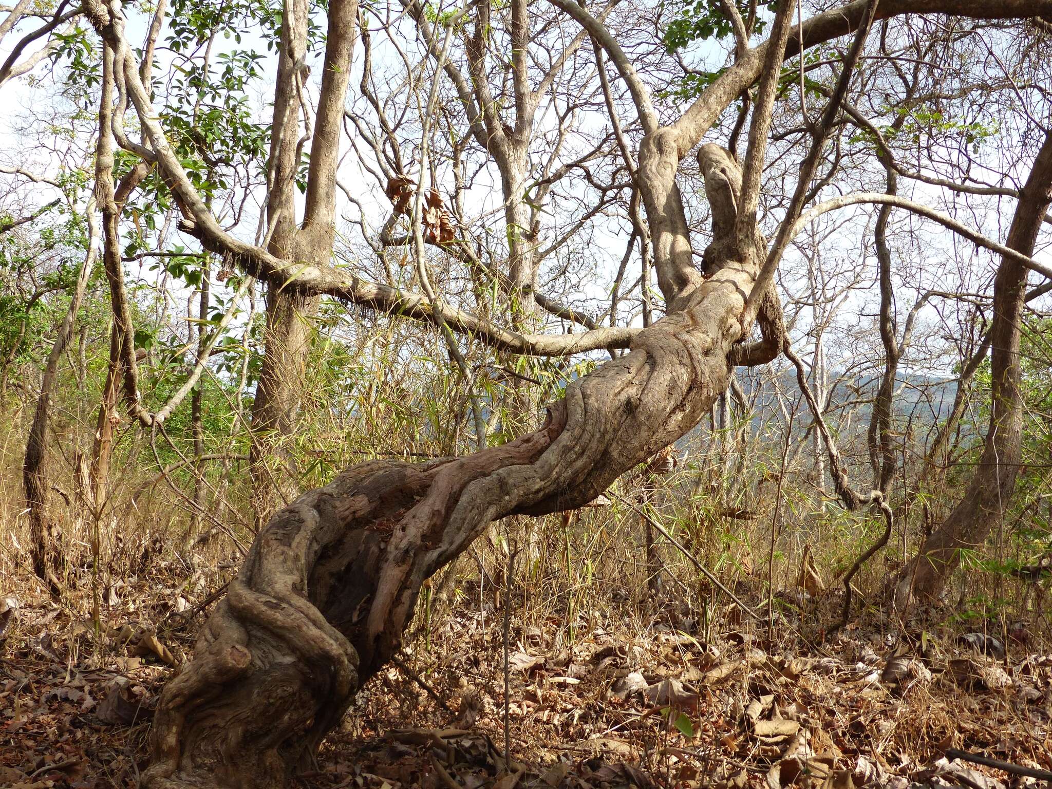 Image of Calycopteris