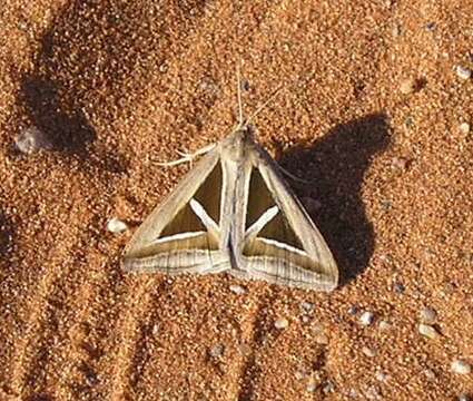 Image of Trigonodes hyppasia Cramer 1779