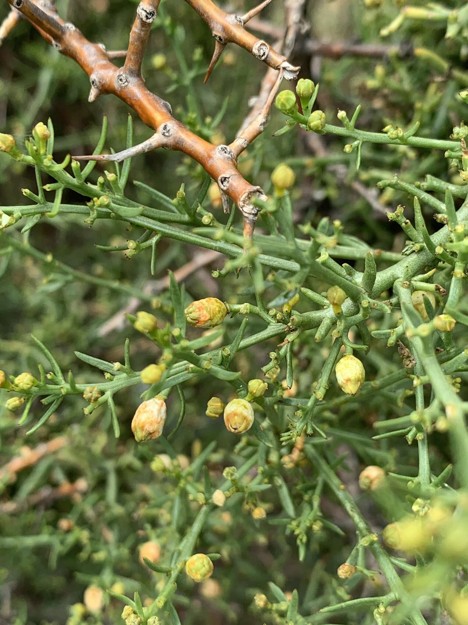 Image of Thesium triflorum Thunb. ex L. fil.