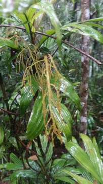 Image of Dypsis hildebrandtii (Baill.) Becc.