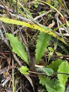 Image of Lagenophora platysperma