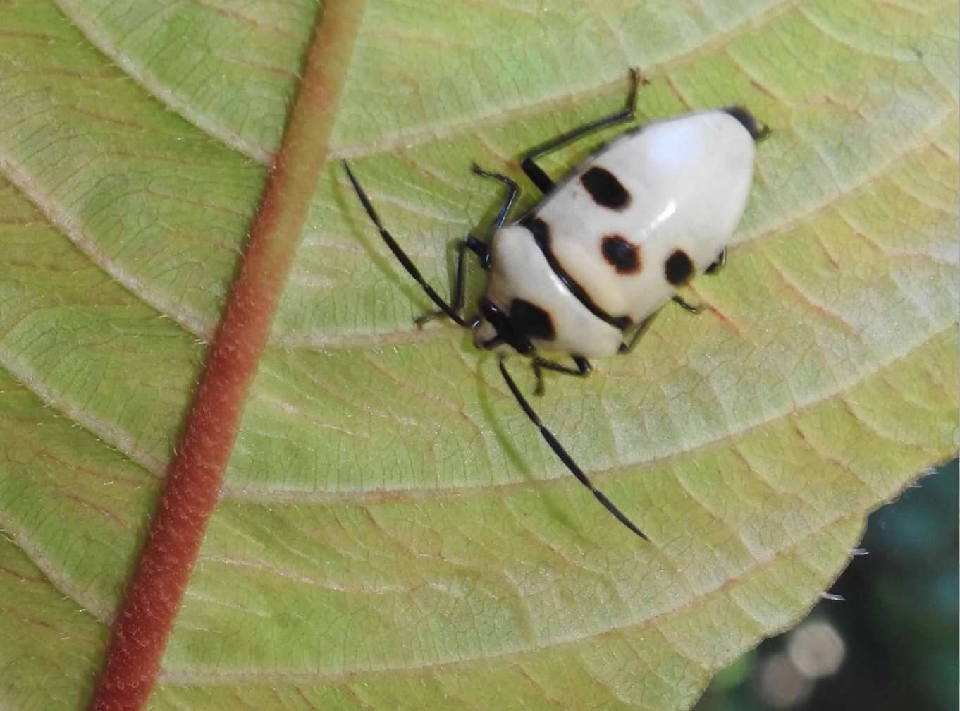 Image of <i>Eucorysses grandis</i>