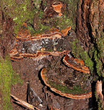 Image of Fuscoporia wahlbergii (Fr.) T. Wagner & M. Fisch. 2001