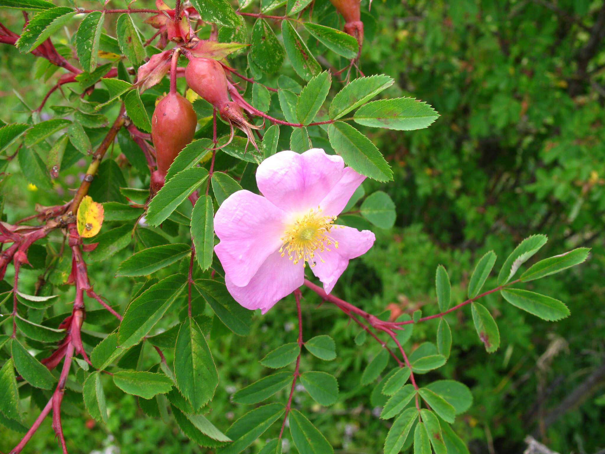 Plancia ëd Rosa oxyodon Boiss.