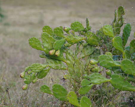 Image of Common Pricklypear